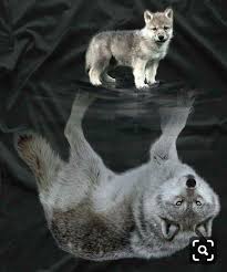 Es Hermoso Yo Tengo Uno Grande Es Hermoso Que Ternura In 2020 Animals Cute Animals Baby Animals Pictures