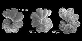 Image result for Mohria marginalis