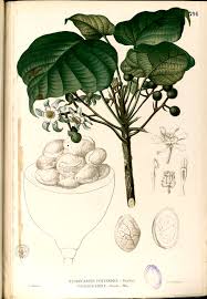Image result for Achariaceae