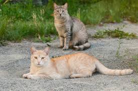‪Scientists track down mutation that makes orange cats orange | Stanford  Report‬‏