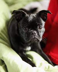They have squashed flat faces with velvety cheeks and ears that stand straight up. Frug Dog Breed Health Temperament Training Feeding And Puppies Petguide