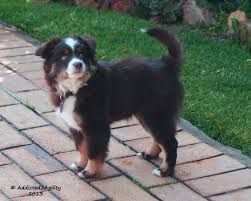 Check spelling or type a new query. How To Surrender A Dog Qld Arxiusarquitectura
