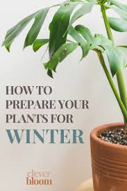 How To Prepare Your House Plants For Winter Clever Bloom Winter Plants Plants House Plant Care