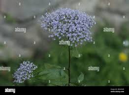 Image result for Haumaniastrum caeruleum