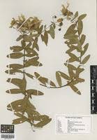 Image result for Hypericum revolutum