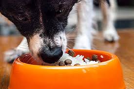 Maybe you would like to learn more about one of these? Cara Menggunakan Rice Rice Untuk Menghentikan Cirit Birit Di Anjing 2021