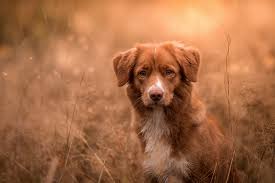 Yorkshire terrier puppies currently just over 4 weeks ready to be homed on the 9th of september would of had first injection , microchipped, wormed & flead and full health checked. Foto Retriever Nova Scotia Duck Tolling Retriever Hunde Tiere