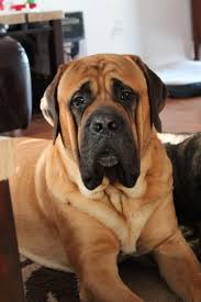 More images for how big is a mastiff » Mastiff English Mastiff British Mastiff Mastiff Breeds