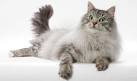 Norwegian Forest Cat Cat Breed Profile | Petfinder