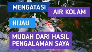 Cara Mengatasi Air Kolam Ikan Koi Yang Berwarna Hijau Dengan Mudah Dan Cepat Youtube