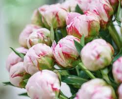 Pfingstrosen läuten alljährlich den frühsommer ein und sind wirklich sehr schön anzuschauen. Pfingstrosen In Der Vase Tipps Furs Schneiden Plantura