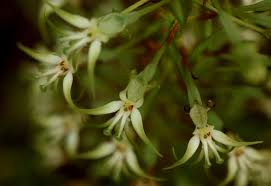 Image result for Habenaria nyikana