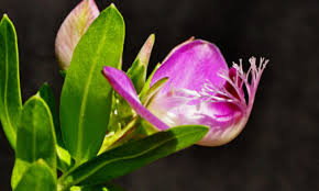 Image result for Myrica pilulifera