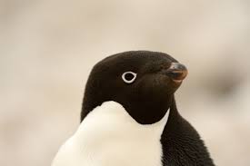 Adelie Penguins Live On The Antarctic Coast Our Trips To Antarctic Peninsula Ross Sea And Weddell Sea Offer A Good Chance Of Penguins Adelie Penguin Animals