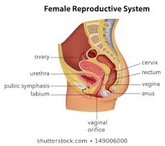 the female reproductive system stock vectors images