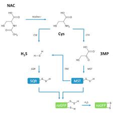 It is formed naturally in your body from cysteine, which you get from protein sources like yogurt or chicken, but you can also find it in supplement form. N Acetyl Cysteine Functions As A Fast Acting Antioxidant By Triggering Intracellular H2s And Sulfane Sulfur Production Sciencedirect