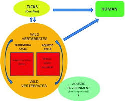 Tips and tricks to prevent camel toe from awkwardly appearing in your pants. Systematic Survey Of Zoonotic And Sapronotic Microbial Agents Springerlink