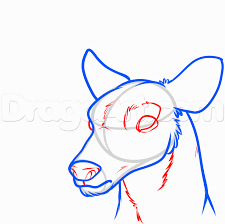 Http Chainimage Com Image How To Draw A Deer Head Step 4 Deer Eyes Deer Drawing Deer Head