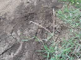 Image result for Ischaemum afrum