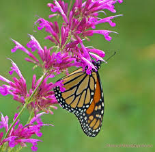 7 Butterfly Flowers For Monarchs And Hummingbirds Hummingbird Plants Monarch Butterfly Garden Butterfly Plants