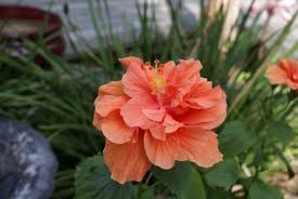 Jane Cowel Double Peach Hibiscus From My Yard Landscape Projects Flowers Hibiscus