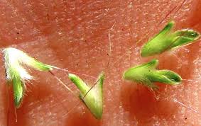 Image result for Oplismenus burmannii