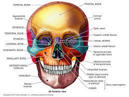 Facial Bone Liberal Dictionary Facial Bones Skull Anatomy Anatomy