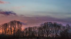 Volg het nieuws terwijl het gebeurt. Weerfoto S Van Ab Uit Buurmalsen Halen Wekelijks Het Achtuurjournaal West Betuwe Gelderlander Nl