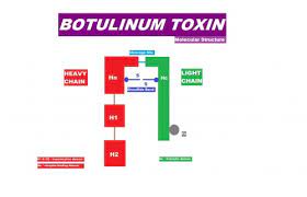 Type c bont is most frequently associated with waterfowl mortality. Botulinum Toxin Use In Strabismus Eyewiki