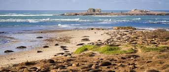 Pretty stoked to get to spend my sheltered days with adeimous ragnarok. Ano Nuevo State Park Coastside State Parks Association