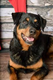 We did not find results for: Find A Rottweiler Rescue Or Rehome American Rottweiler Club