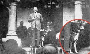 Ataturk Un Hayvan Dostlari Alp Alber Ve Foks Ajanimo