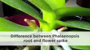 Unlike tough orchid hybrids, many orchid species deserve their finicky reputations. How To Difference Between Orchid Root And Flower Spike Youtube