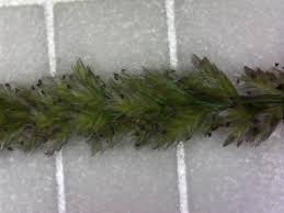 Image result for Eragrostis ciliaris