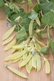 Image result for Pisum sativum