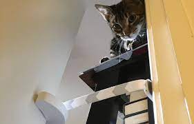 A Cat Door Vs The Buddy Which