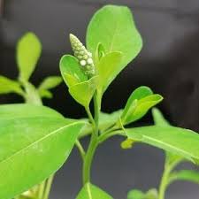 Image result for Sphenoclea zeylanica