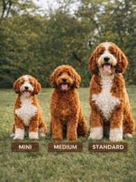 Image result for labradoodle