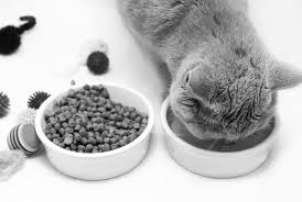 Symptoms of kidney stones in cats include tenderness or pain along the lower back or blood in the urine. Danger Urinary Crystals In Cats Tufts Catnip