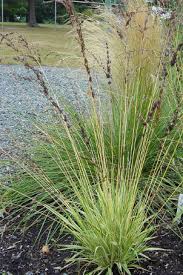 Image result for Moraea carsonii