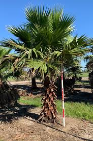 Image result for Washingtonia robusta