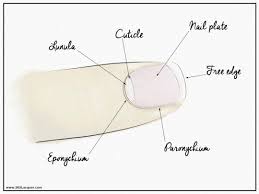 Image result for paronychium