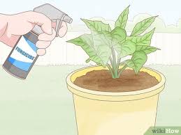 We did not find results for: 3 Ways To Get Rid Of Mold On Houseplants Wikihow