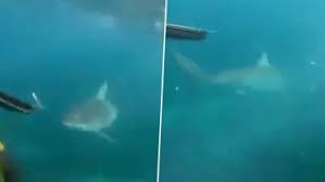Schools across nova scotia hold events and students earn the ocean hero certificate. Shark Attack Video Latest News Information Updated On July 16 2020 Articles Updates On Shark Attack Video Photos Videos Latestly