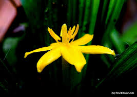 Image result for Curculigo