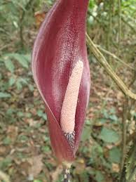 Image result for Anchomanes