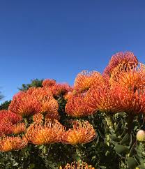 Image result for Leucospermum