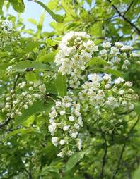 Maybe you would like to learn more about one of these? Tree Guide Oregonforests