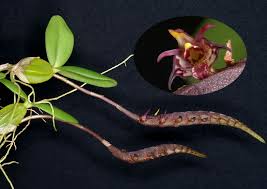 Image result for Bulbophyllum scaberulum