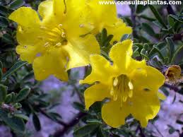 Image result for Rhigozum brevispinosum